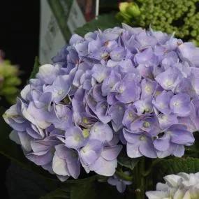 Minty Ice Hydrangea Plants (Hydrangea Flair And Flavours) 4